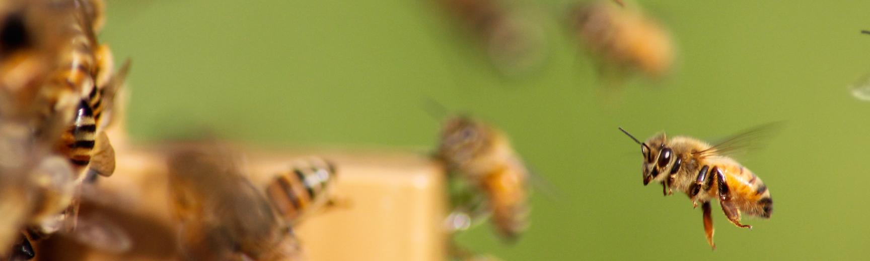 bees flying into a hive