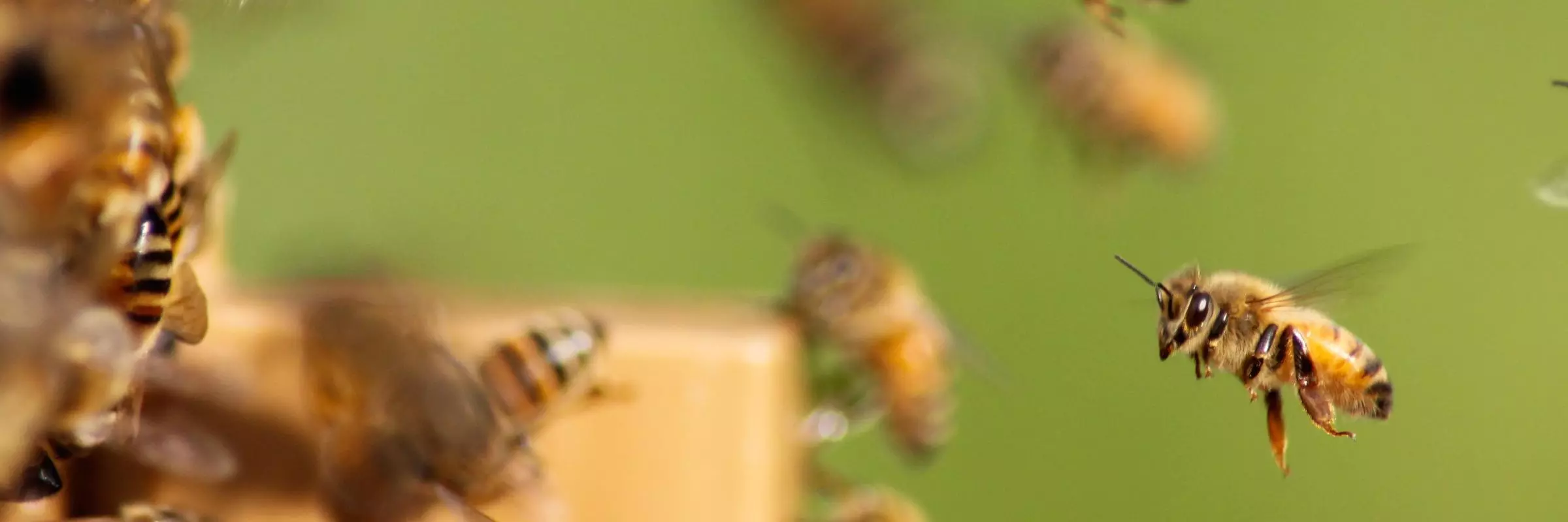bees flying into a hive